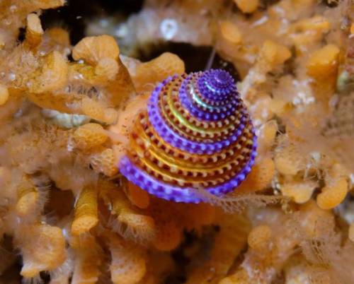 scienceyoucanlove: Jeweled top snail Natural History This snail lives mid-stipe in the kelp, shar