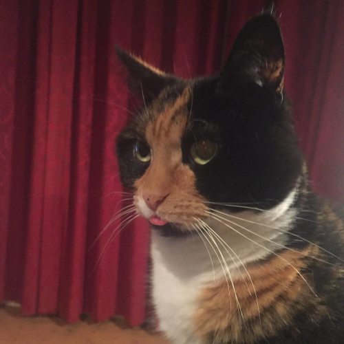 dailyblep:Meet our blepping friend Laika / via