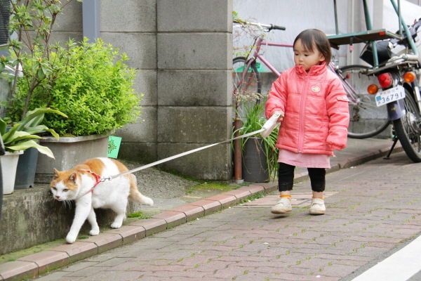 junpoco:  猫と幼女 : 〓 ねこメモ 〓