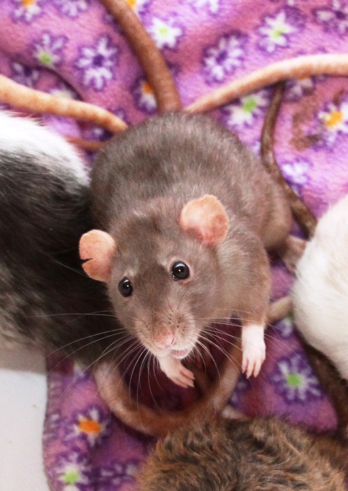 TinyPawPets