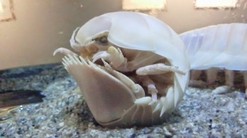 Giant Isopods Can Curl Into A Ball Just Like Their Terrestrial Cousins, It Seems.