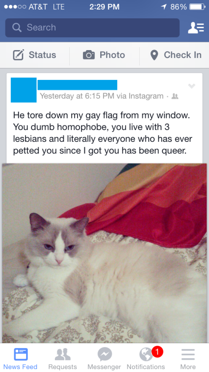 casualhibiscus:My friend posted this the other day and I had to share it. Her cat looks so damn plea