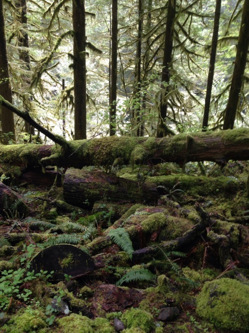 glumshoe:Columbia River Gorge, Oregon