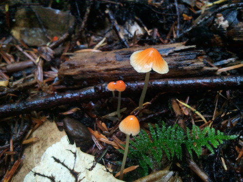 curious-sheep:November 2, 2014, Mary’s Peak, Oregon, USA and October 18, 2014, Mary’s Peak.Mycena au