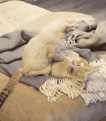 gifsboom:  Cat gives fennec fox relaxing massage. [video] 