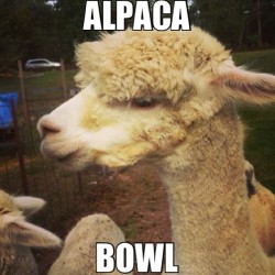 @itschrisbruhhhh hahaha #das #alpaca #meme