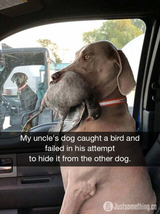 Animal snaps via: justsomething.co