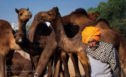 socialfoto:The old man in camel festival by fengfei #SocialFoto
