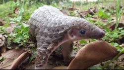 cute-overload:  Behold, the pangolin. Only known mammal with scales … and adorable.http://cute-overload.tumblr.com source: http://imgur.com/r/aww/Qfgc3NF