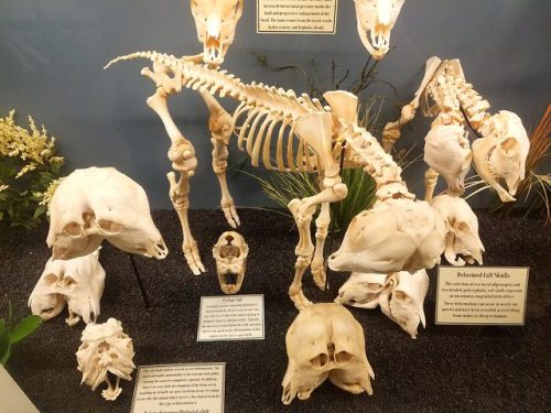 roosaurusrin: Two heads may not always be better than one.Here is a display at the Museum of Osteolo