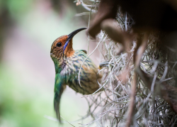 sdzoo:  Pretty birds at the San Diego Zoo