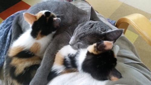 oldadastra:Not Star Wars. Orphan kitten update: the two calico kittens rescued from the road last we