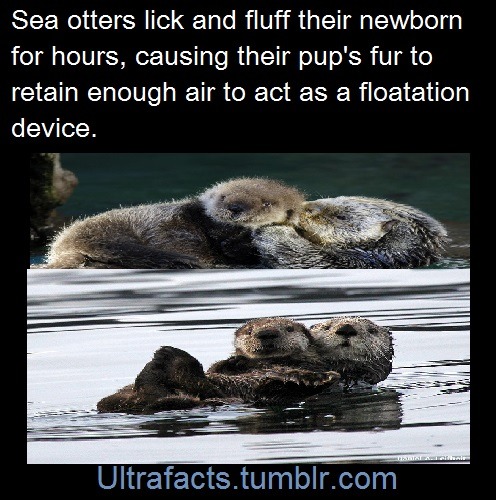 ultrafacts:  Source  Follow Ultrafacts for more facts   Cuuuute