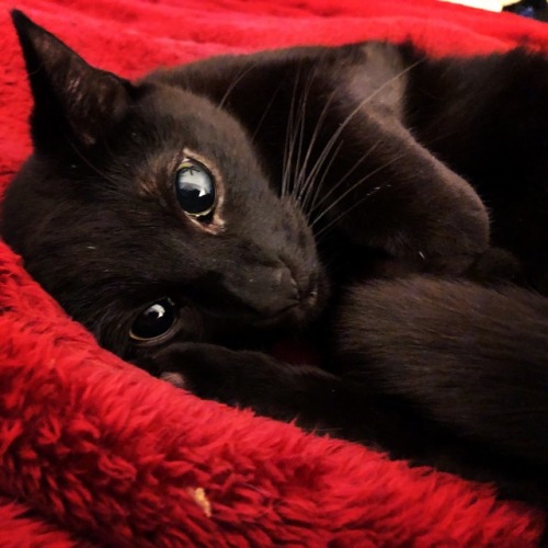 skindiemusic: Cat or bat?