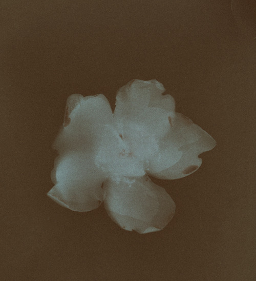 danadeluca: hypericum lumenprint© dana de luca. 2021