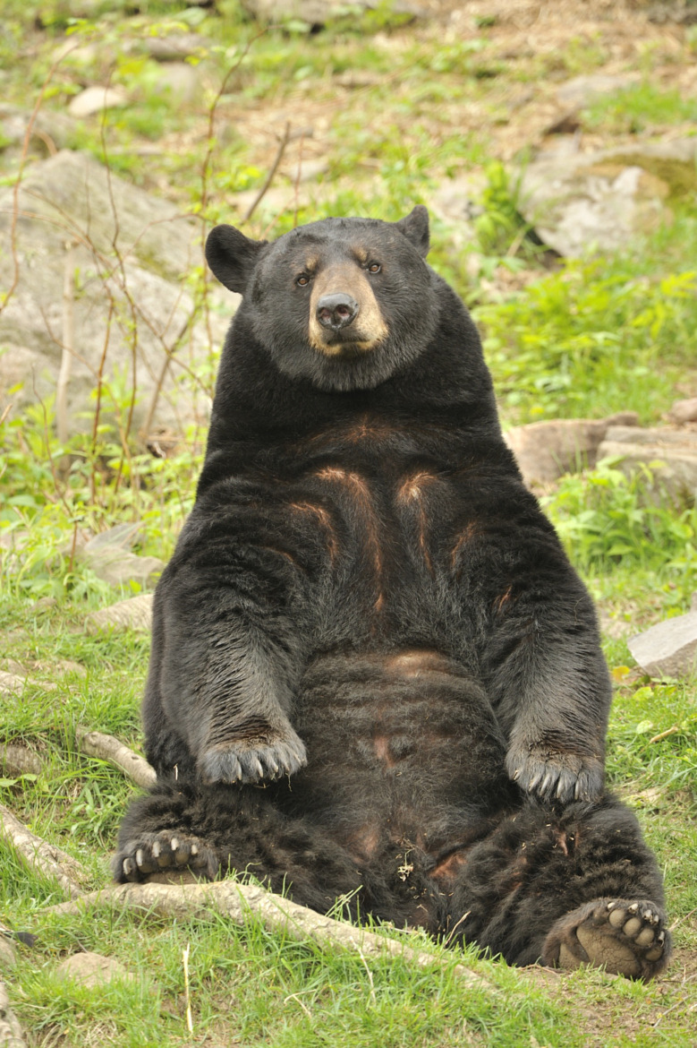 fuck-yeah-bears:  Tough day at the office by Daniel Parent