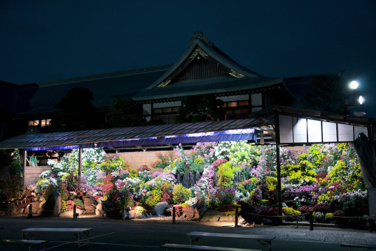 影向の菊花 2015年、江戸川区にある善養寺の影向菊花大会。 善養寺での菊花大会。こんな立派な菊花があり、天然記念物の影向も松もあると言うのに訪れる人は思いの外少なかった。...