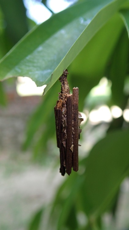 coleopterist: Psychidae, also known as Bagworms, are a relatively small Lepidopteran family. Upon h