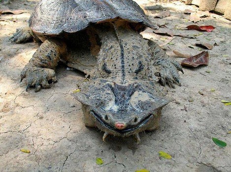 petrichoriousparalian:  unexplained-events:  The Mata Mata Turtle Found mostly in South America. Its shell resembles bark, and its head resembles fallen leaves, making it an expert at camouflage. It is also an expert at looking like my nightmares.  Ahh!