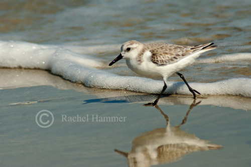 Sanderling