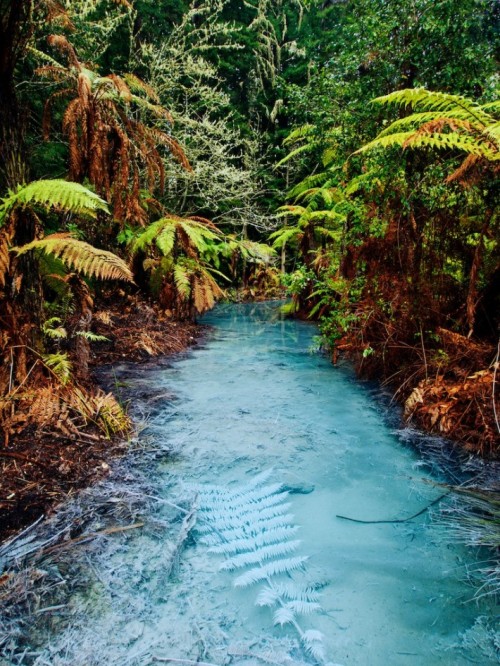 visitheworld: Clear thermal stream in Whakarewarewa Redwoods Forest, Rotorua / New Zealand (by Mario