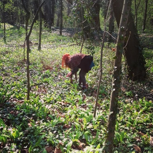 A good day in the woods :-) Wild Garlic - Ramsons. I love Spring!