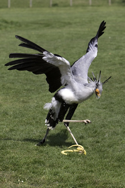 end0skeletal-undead: The secretary bird (Sagittarius serpentarius) is a very large, mostly terrestri