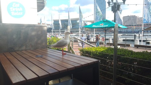 This Is My Birb Frien Marcus I Give Him Two Chips