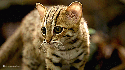 theperfectworldwelcome:  thehumming6ird:The Rusty Spotted Cat ~ ‘The smallest feline