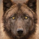 bearbarks - big wolf energy 🐾