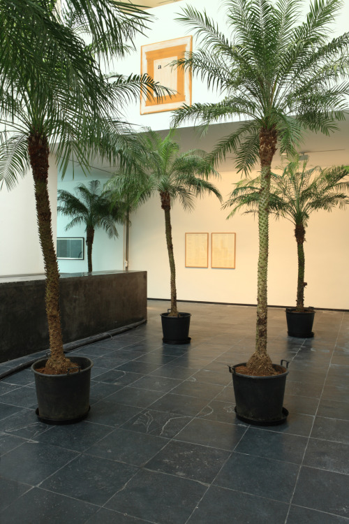 palmaceae