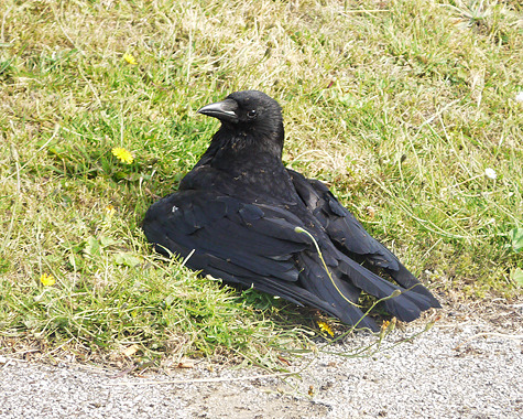 ragingbitchfest:  stuckinabucket:  Behold, birds who have lost the ability to can!