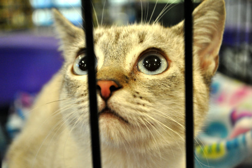 Find out more about Cupid at Animal Rescue Center!