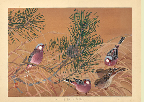 heartbeat-of-leafy-limbs: TSUCHIYA RAKUSAN Young Pine and Long-tailed Rosefinches (Winter) [1930&pri
