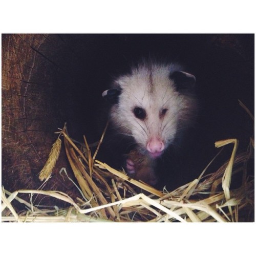 Did I ever mention how much I love opossums?