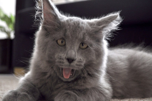 HIS NAME IS GUS AND HE’S SLIGHTLY CROSS-EYED AND LOOK AT THE FLOOF ON HIM