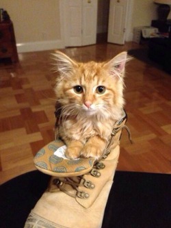 awwww-cute:  My little puss in boots (Source: