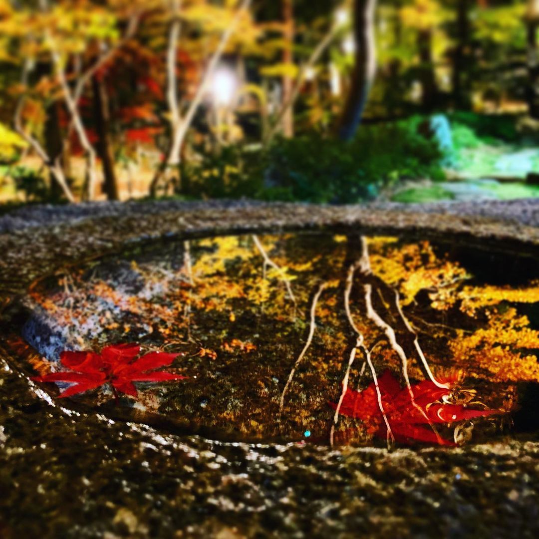 ブラたつや「松雲山荘紅葉2020」#紅葉#紅葉ライトアップ#水鉢#柏崎#松雲山荘#松雲山荘ライトアップ#ブラたつやhttps://www.instagram.com/p/CHkdW8DnKTM/?igshid=hrbgvnztkviy