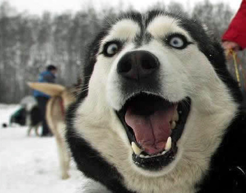 The Many Expressions Of A Husky