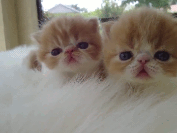 onlycatgifs:  src 