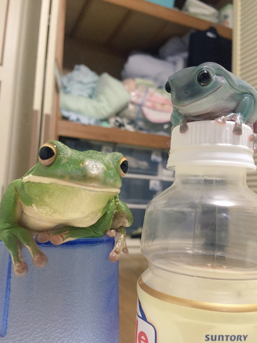 babyanimalgifs:  more baby animals here