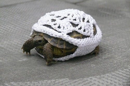 skatewytch:  TURTLEWARMER 