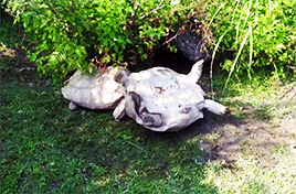 mashable:  Your Monday Needs This Turtle Helping His Upside-Down Friend This is the meaning of friendship right here.   
