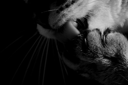 thule2009.tumblr.com/post/111851522076/