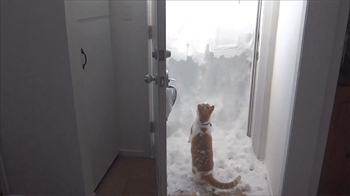 huffingtonpost:  Cat Battles Snow Drift Like Nobody’s Business