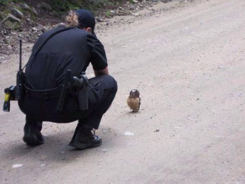 urokuzu-chan:  ✨フクロウの赤ちゃんが警察に事情聴取されてる✨ https://t.co/TK8AtwcIOE