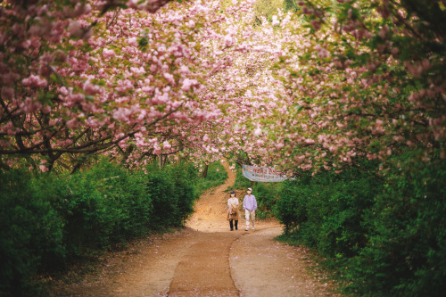 2022-04-24Wansan Flower GardenCanon EOS R3 + RF50mm f1.8 STMInstagram  |  hwantastic79vivid