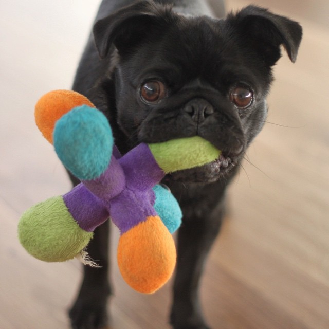 Saturday play dates with my new favourite toy I’ve named ‘molecule’ 🔬👓 #sciencepug #gloriathepug