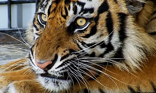 biomorphosis:  If looks could kill. 