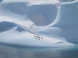 nyctaeus:  Aspen Wang’s Penguins on Ice.